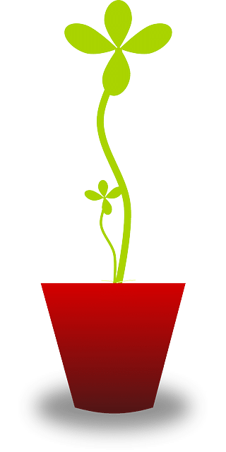 plant growth growing